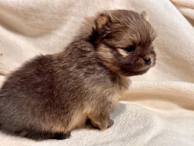 Les chiots de Spitz allemand