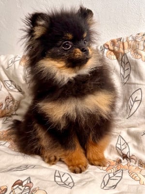 Les chiots de Spitz allemand