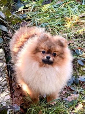 Les chiots de Spitz allemand