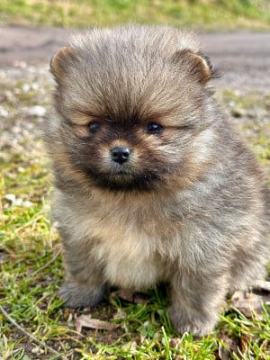 Les chiots de Spitz allemand