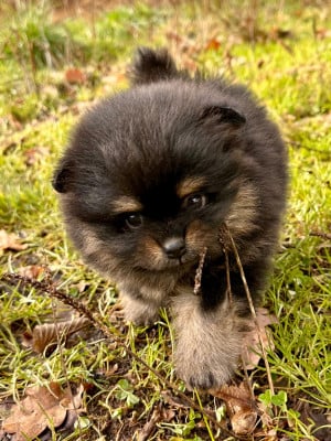 Les chiots de Spitz allemand