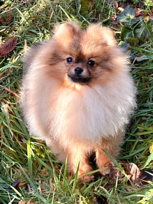 Les chiots de Spitz allemand