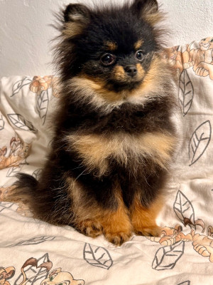 Les chiots de Spitz allemand