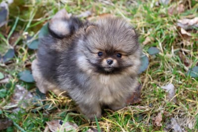 Les chiots de Spitz allemand