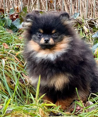 Les chiots de Spitz allemand