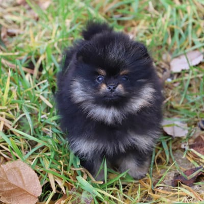 Les chiots de Spitz allemand