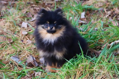 Les chiots de Spitz allemand