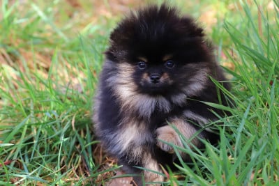 Les chiots de Spitz allemand