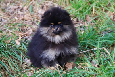 Les chiots de Spitz allemand