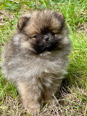 Les chiots de Spitz allemand