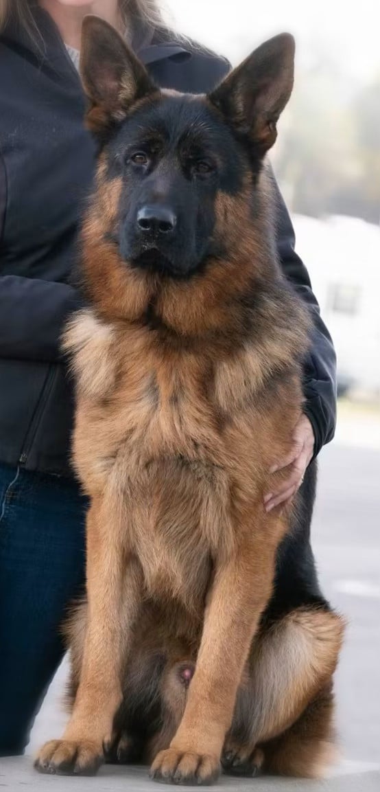 CHIOT 3