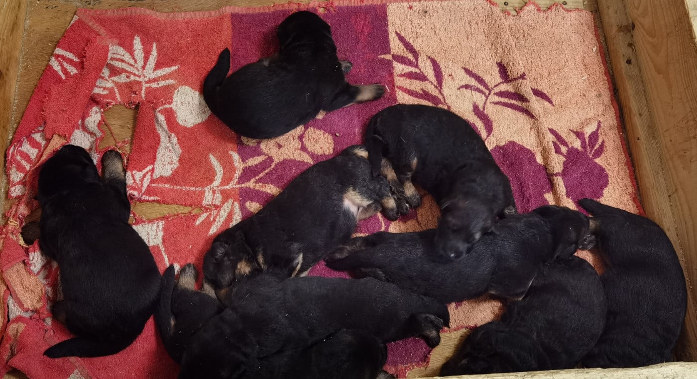 CHIOT 8