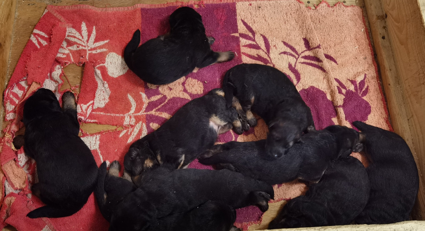 CHIOT 5