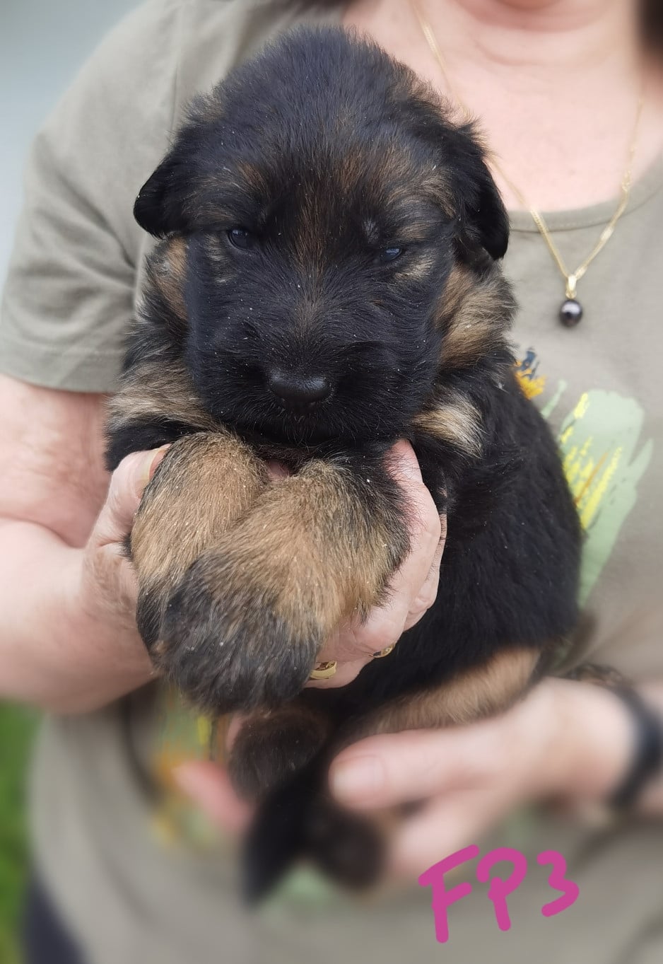 CHIOT 4