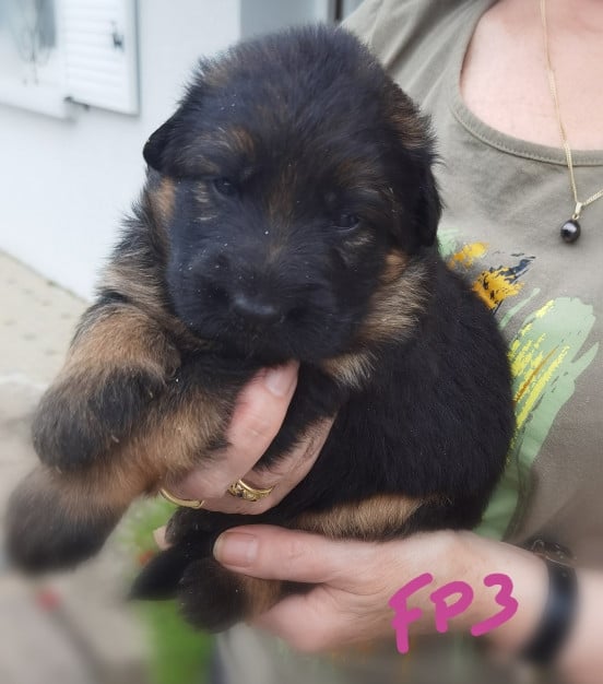 CHIOT 4