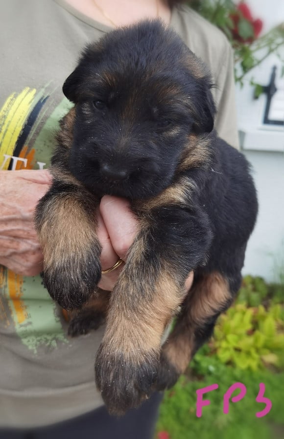 CHIOT 4