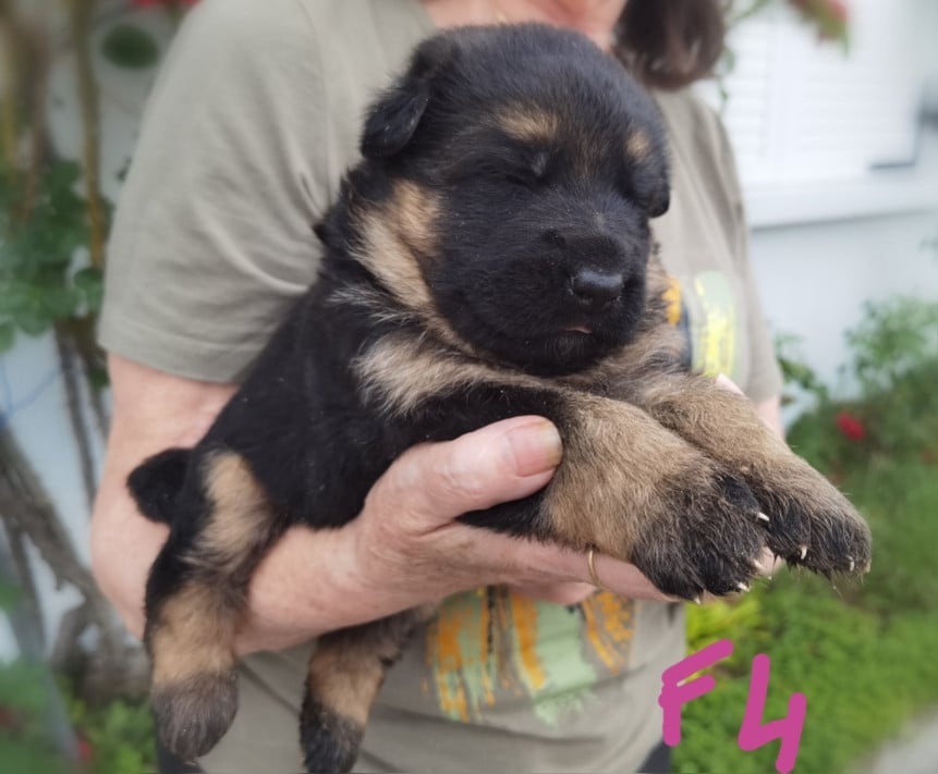 CHIOT 1
