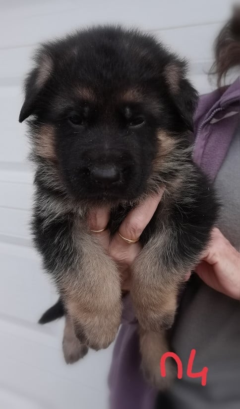 CHIOT 1