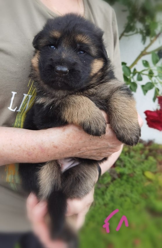 CHIOT 3