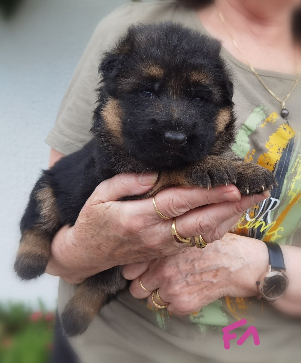 CHIOT 3
