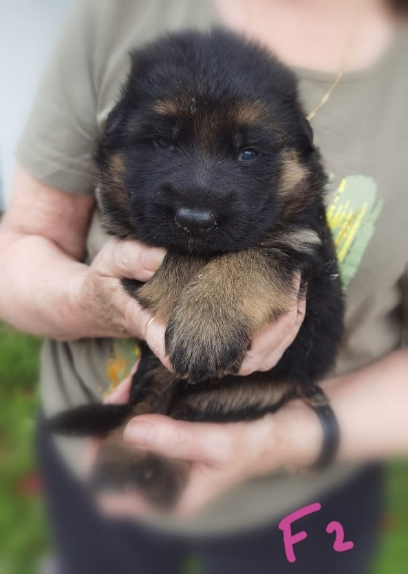 CHIOT 2