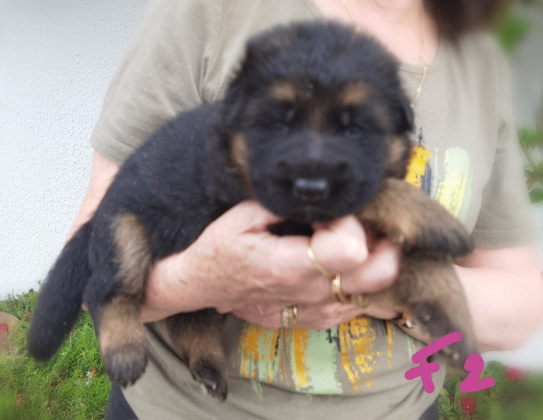 CHIOT 2