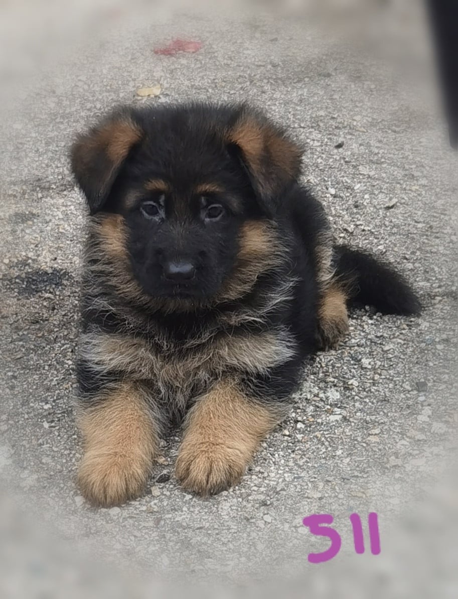 BONNIE