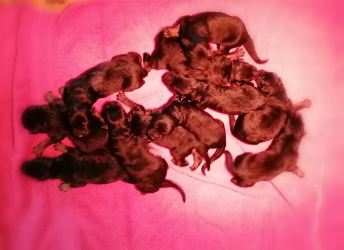 CHIOT 1 - Berger Allemand