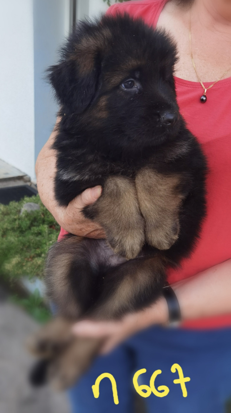 BALCKO