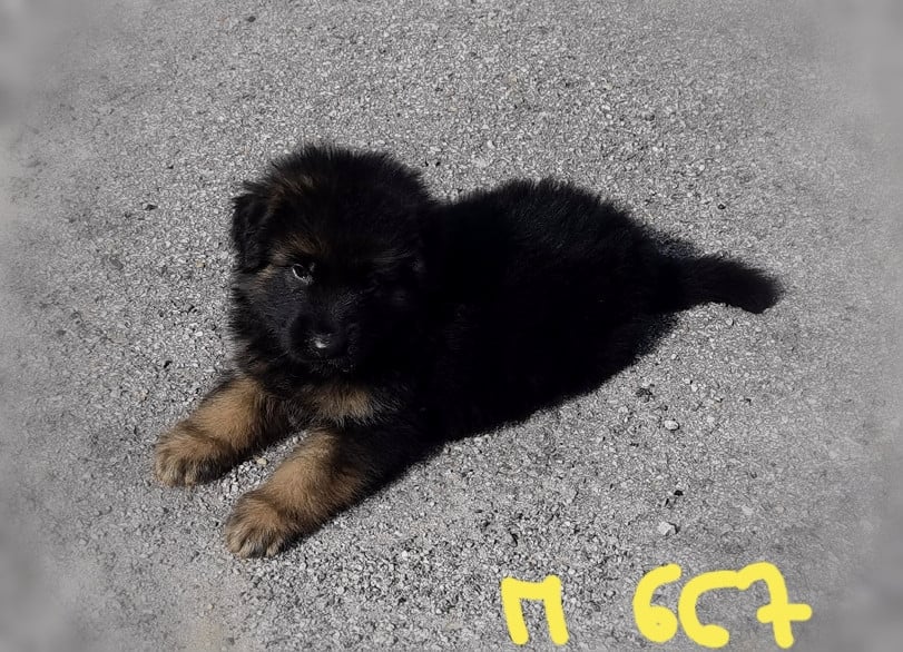BALCKO