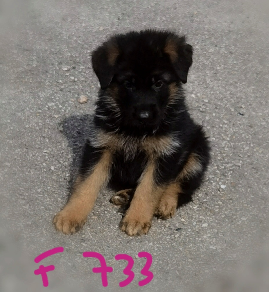 BAYA