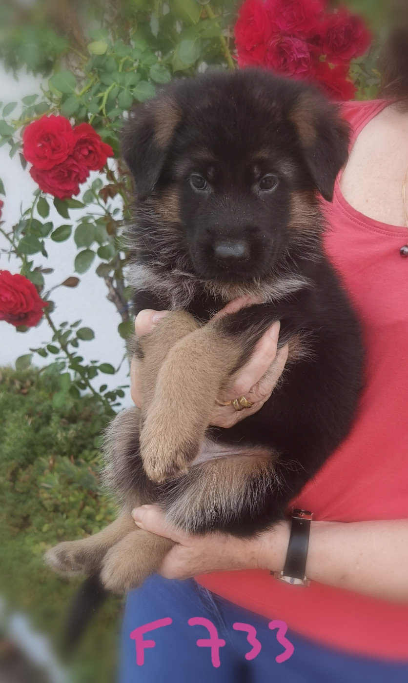 BAYA