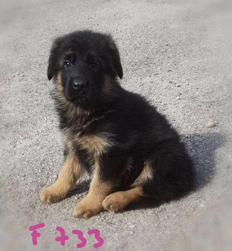BAYA