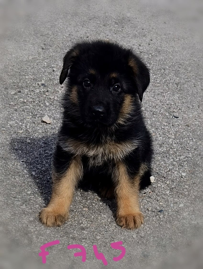 BELLA 2