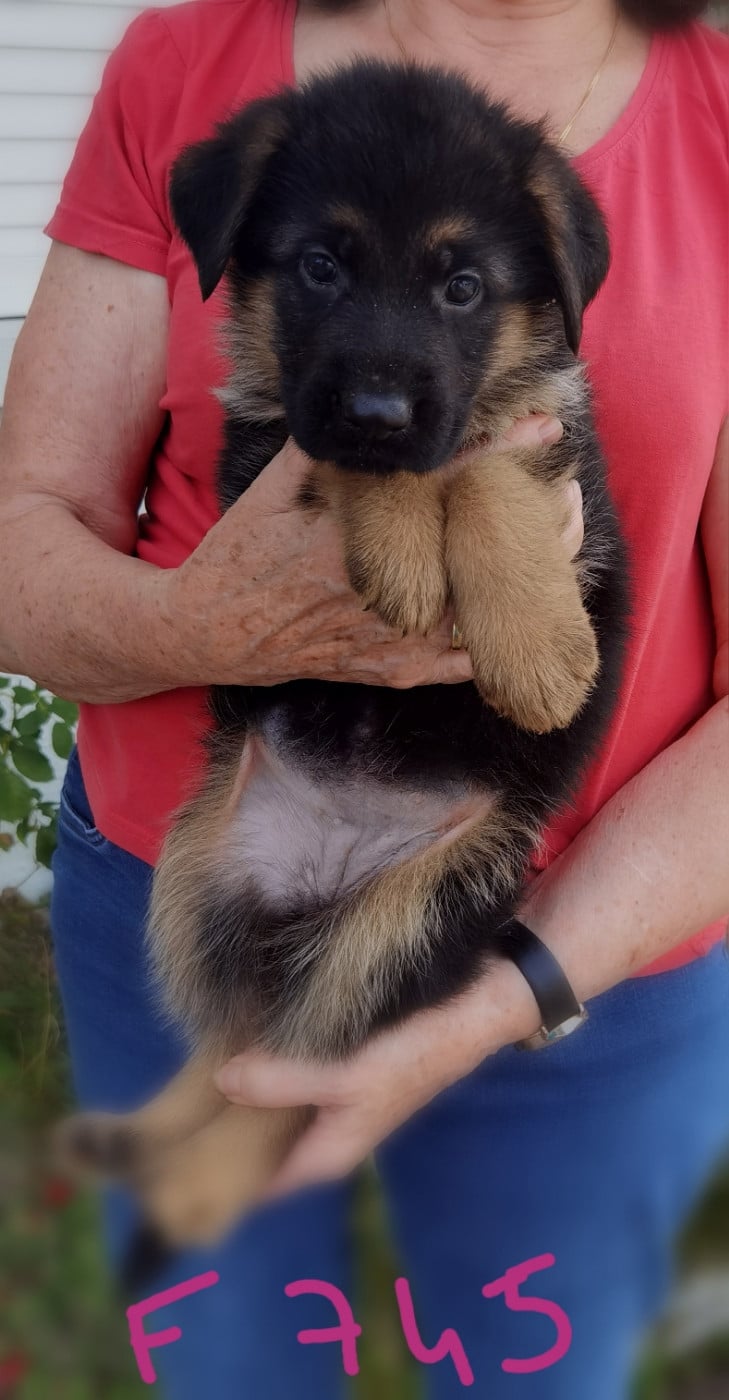 BELLA 2