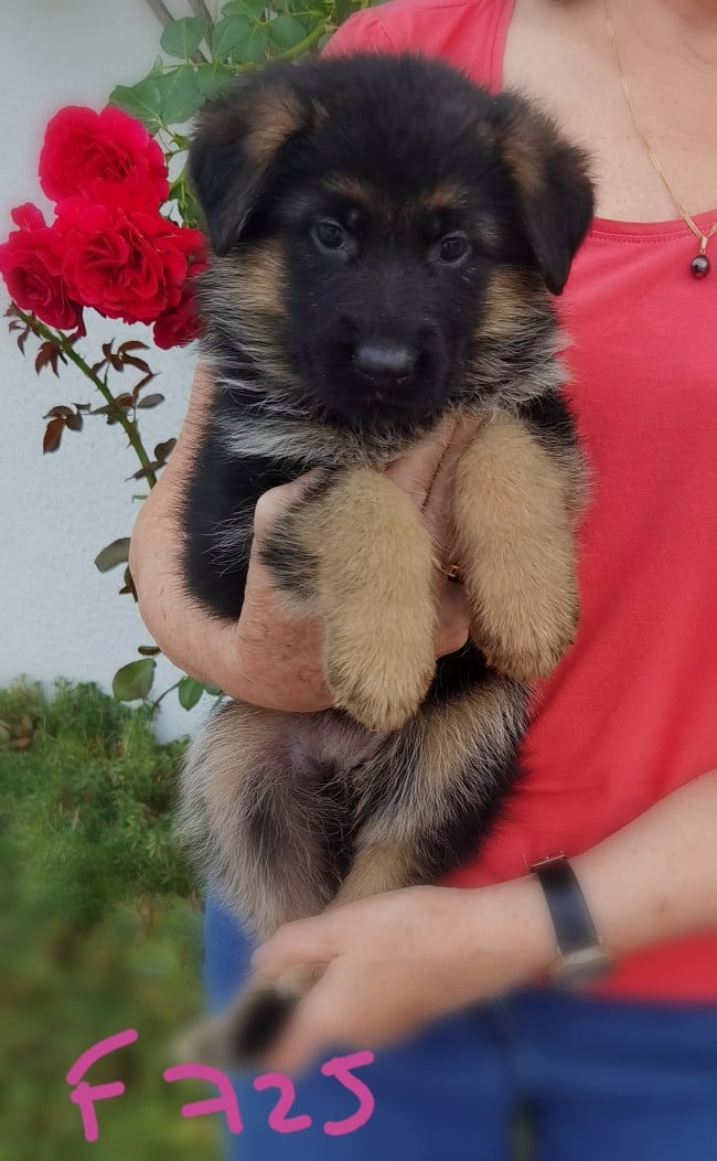 BELKA