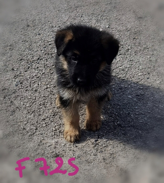 BELKA