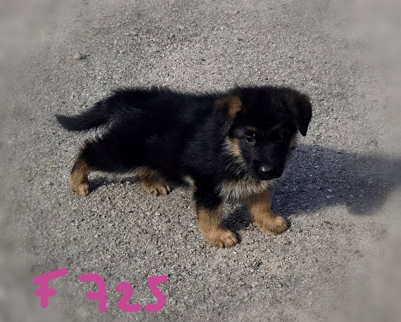BELKA
