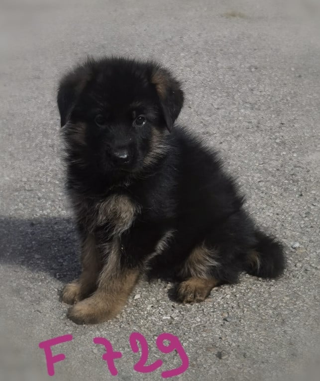 BELLA