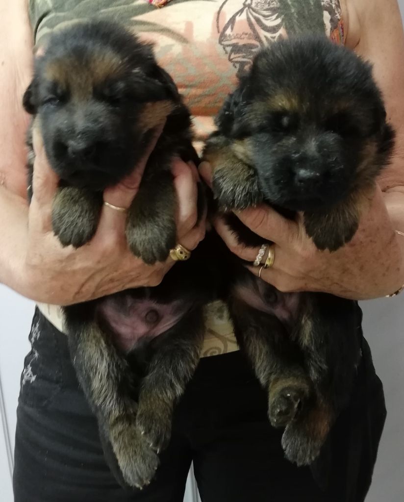 Chiot Elevage Du val de la houée eleveur de chiens Berger allemand