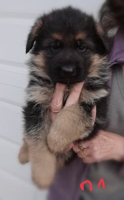 Les chiots de Berger Allemand