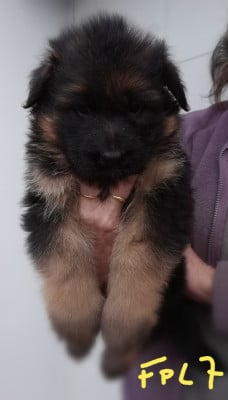 Les chiots de Berger Allemand