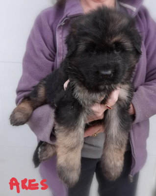 Les chiots de Berger Allemand