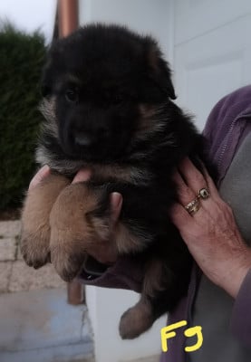 Les chiots de Berger Allemand