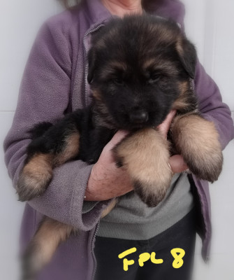 Les chiots de Berger Allemand