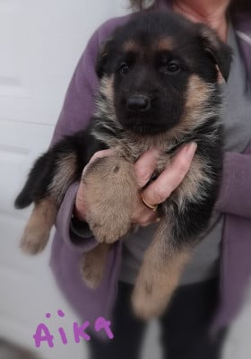 Les chiots de Berger Allemand