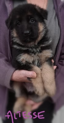 Les chiots de Berger Allemand