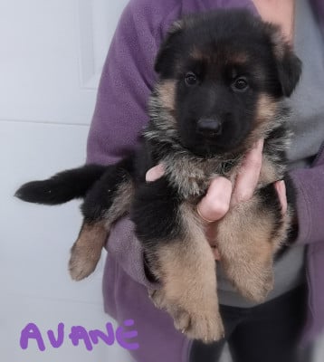 Les chiots de Berger Allemand