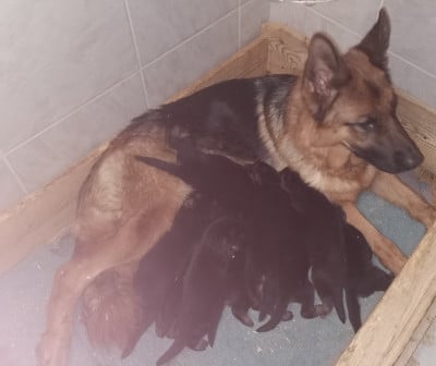 Les chiots de Berger Allemand