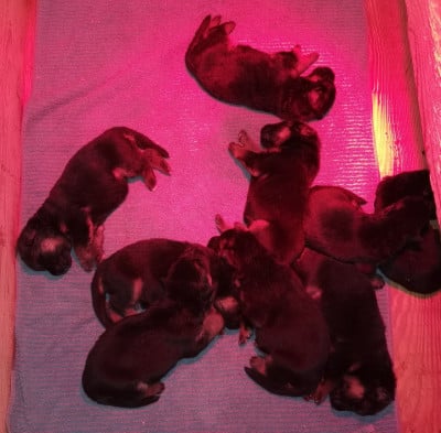 Les chiots de Berger Allemand